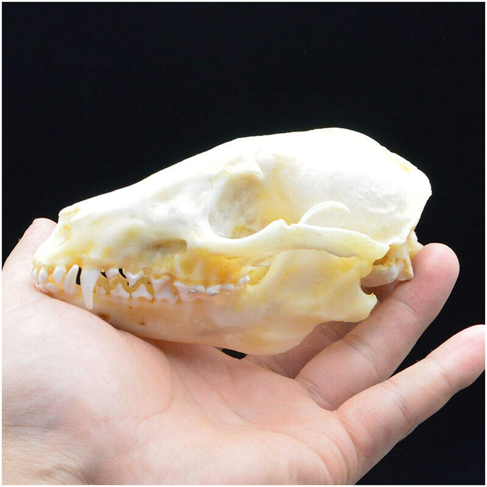 Amazon.co.jp: アライグマの頭蓋骨モデル - 本物のアライグマの頭蓋骨